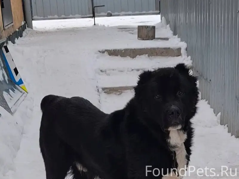 Вчера ночью убежала наша собак...