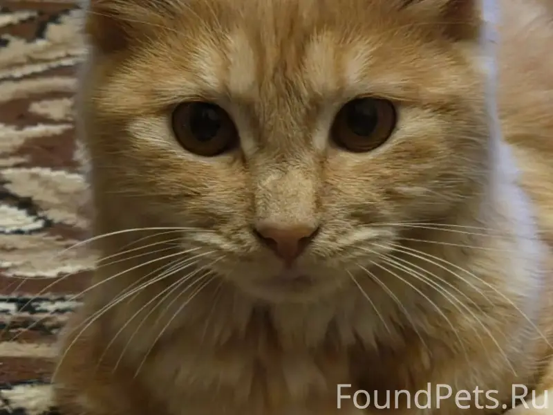 5 января пропала кошечка курил...