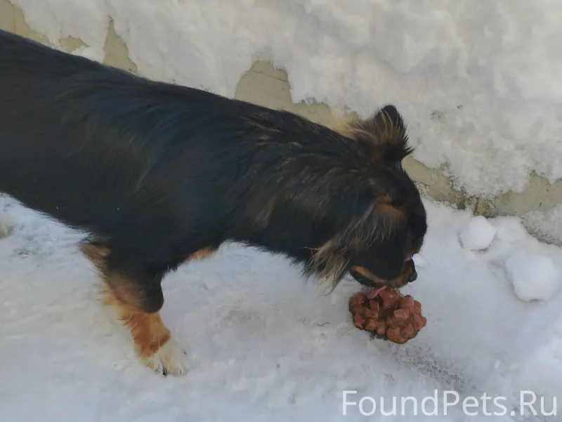 Чья потеряшка гуляет самостоят...