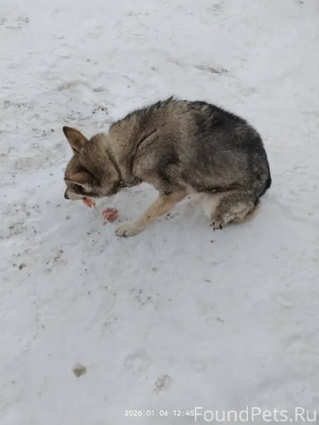 Чья собака? Бегает в Чунжино, ...