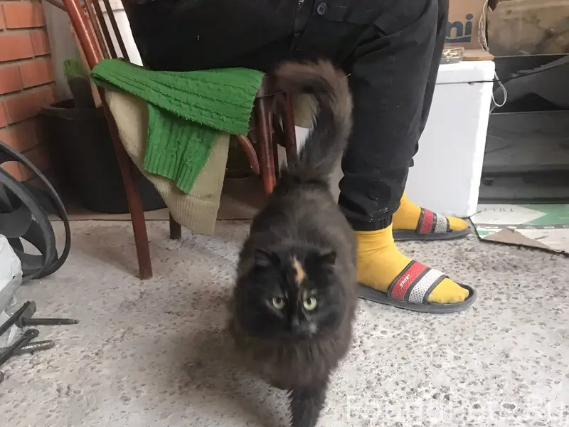 Хозяин, найдись, кошечка появи...