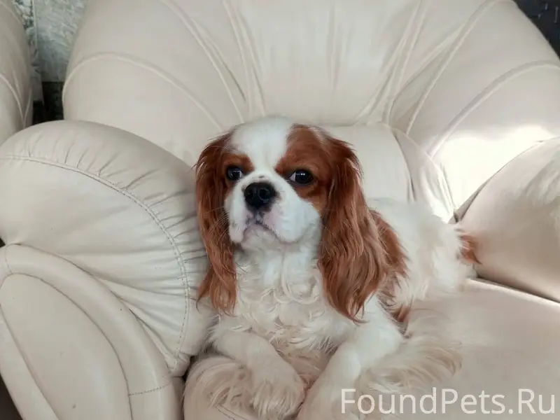 СРОЧНО! Пропала собака. Отзыва...