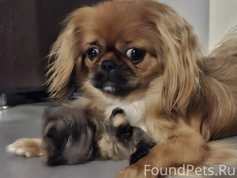 Пропала собака,район х.Новая П...