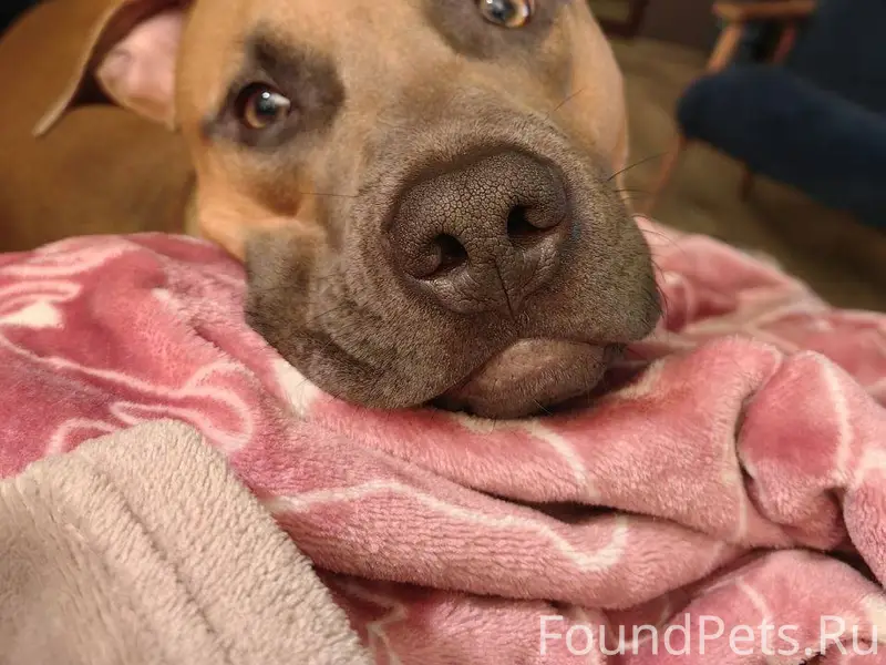 СОБАКА В БЕДЕ! ПРОПАЛА СОБАКА!...