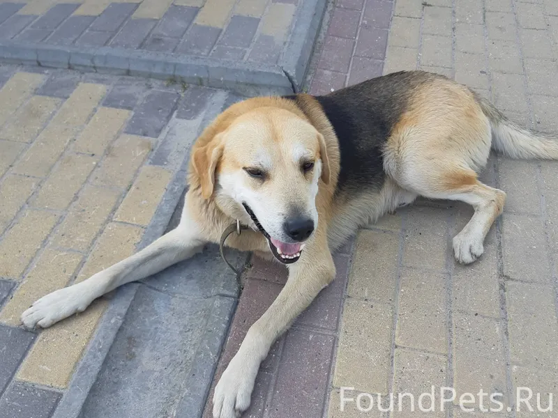 ‼ВНИМАНИЕ ‼ Пропала собака в р...