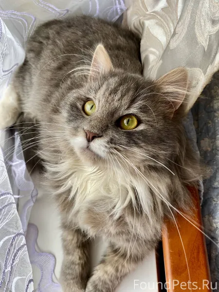 Пропал кот по улице Шарикова (...