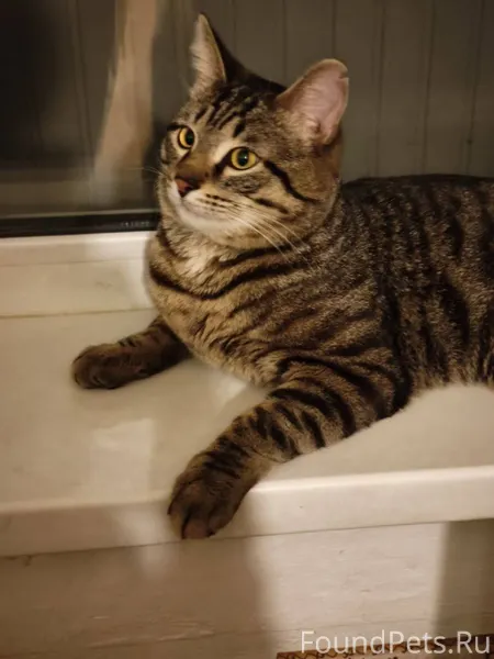 Нагорный. Свиязева 32 Найден к...