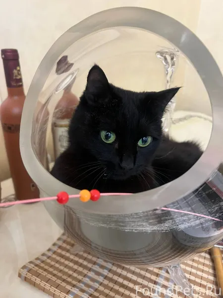 Молодая кошечка, возраст 1.5-2...