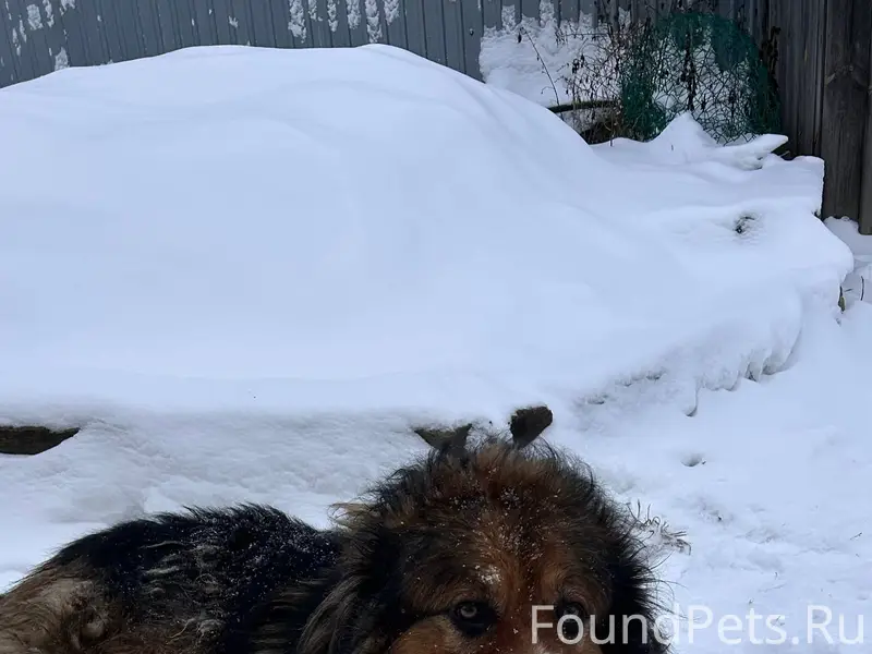 Пропала собака крупная кличка ...