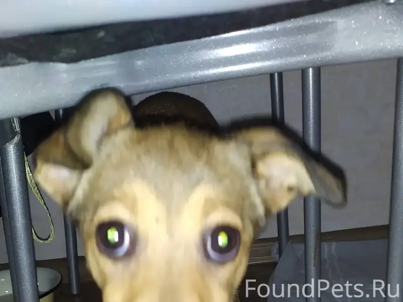 🆘🆘🆘 Друзья!!! В Рощино 1 на...