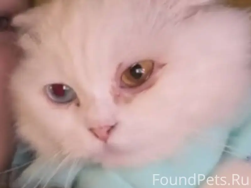 Пропала кошка