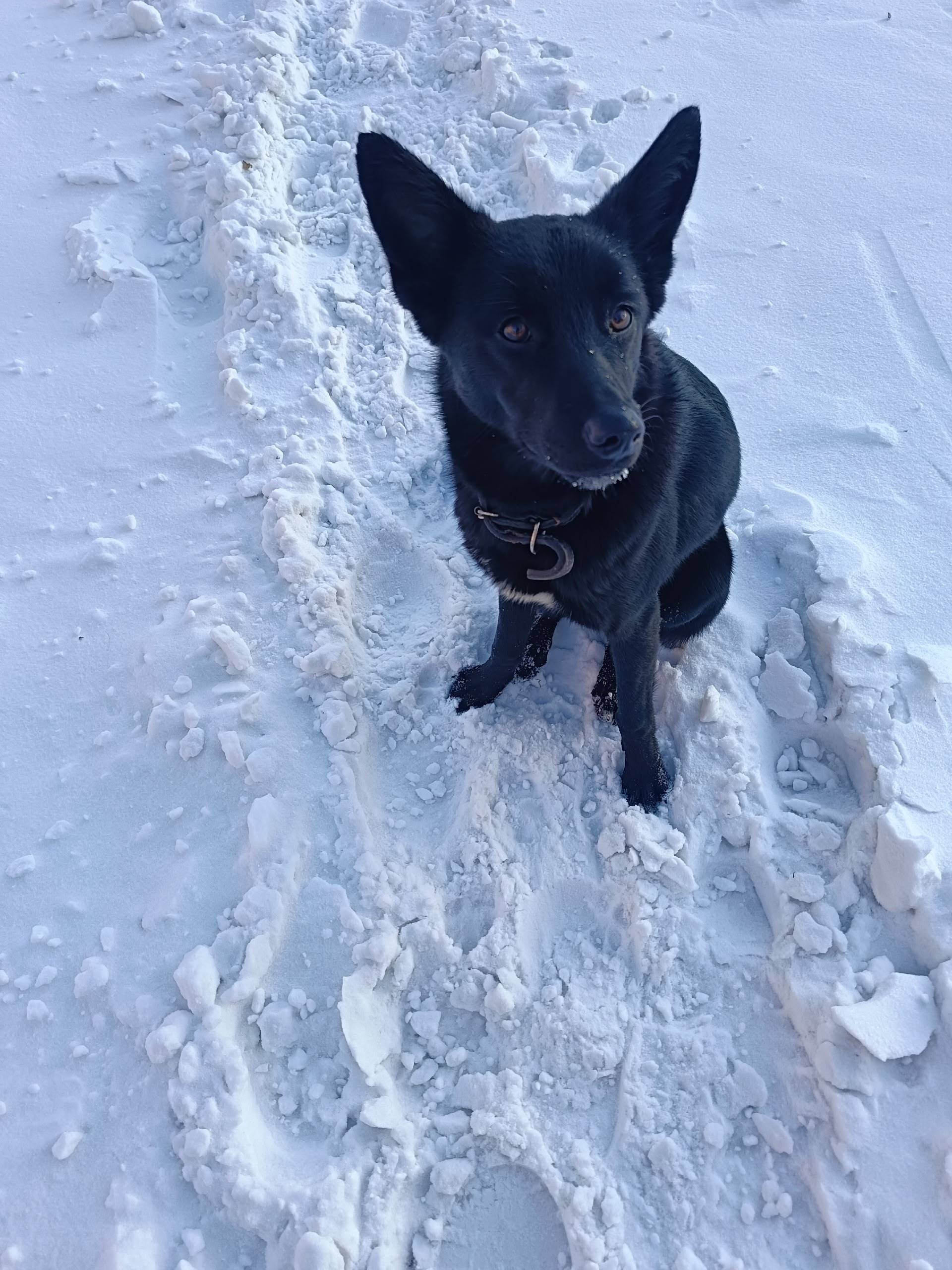 🐕 Я редко выхожу в сети...