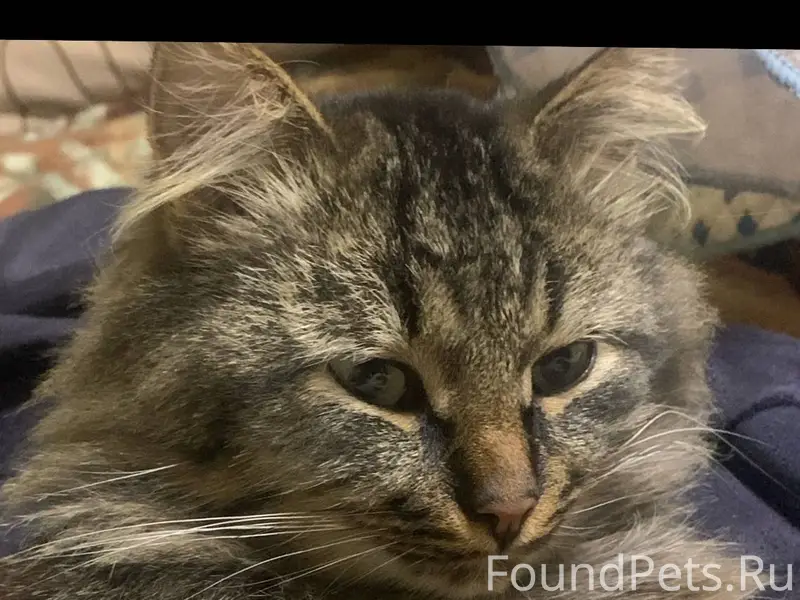 #Черныйсписок #Ржев ‼️ПРОПАЛ К...