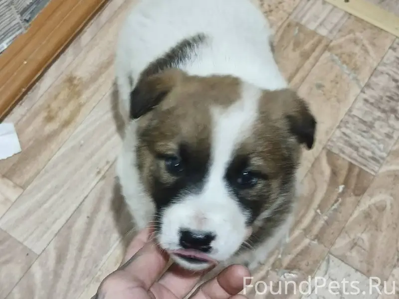 Найден щенок, видно что домашн...