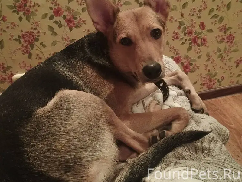 Найдена в подъезде собака, По ...