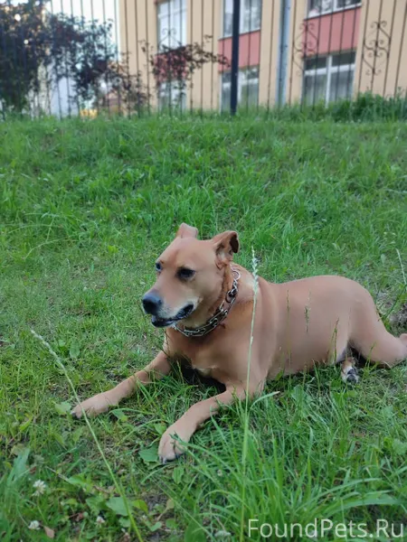 🆘🆘🆘🆘🆘🆘 Пропал пёс, кобель, 7 я...