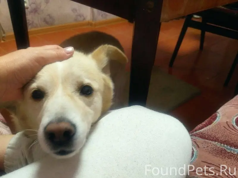 SOS!!! ПРОПАЛА СОБАКА КАМБРОД,...