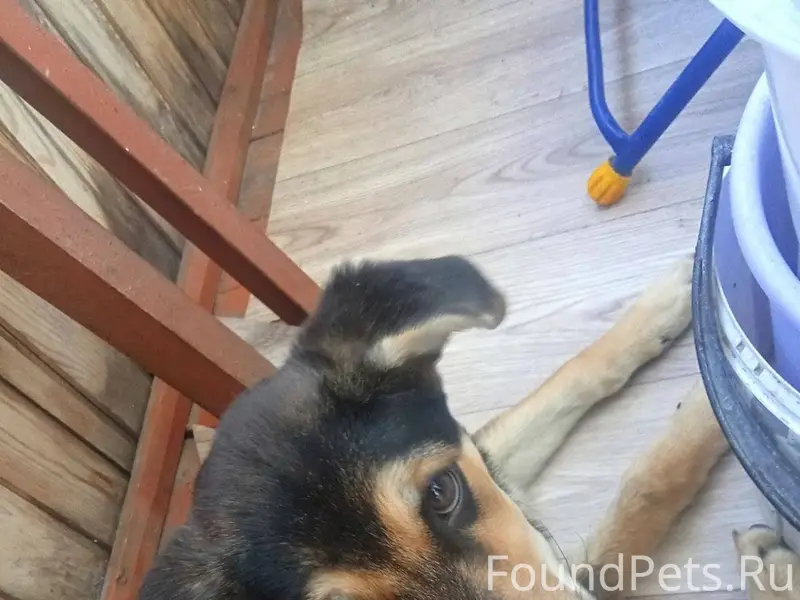 Пропала собака по ул Казинца, ...