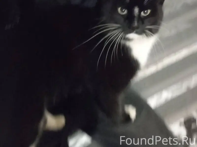 ‼️📣Найден Кот 📣‼️ На остановке...