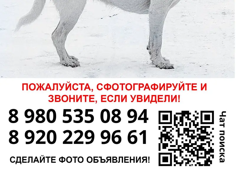 Пропала собака