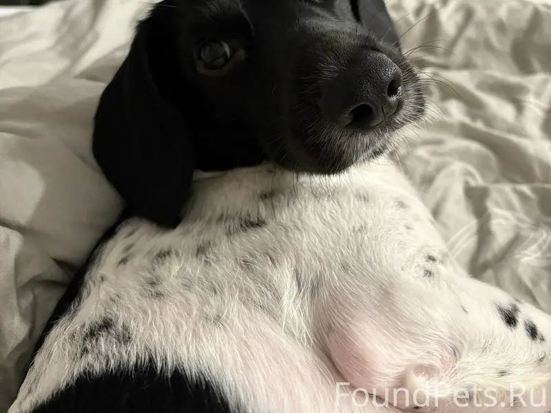 🙏🏻 Потерялась собака, кличка Б...