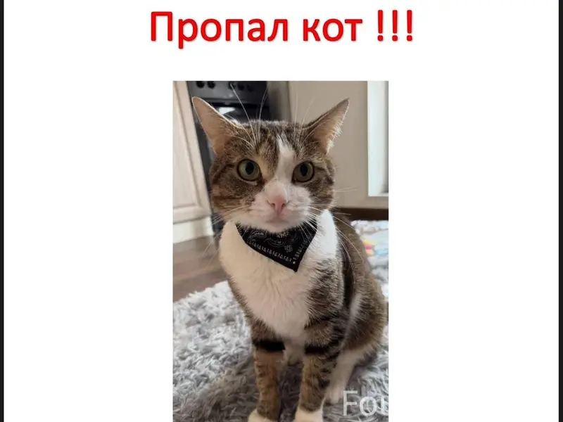 Пропал кот , вдруг случится но...