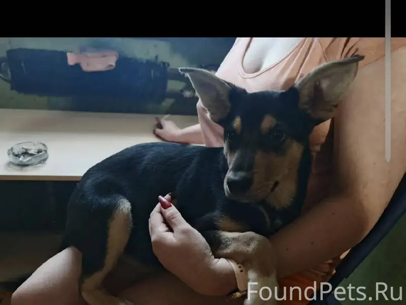 Найдена собачка, девочка, прим...