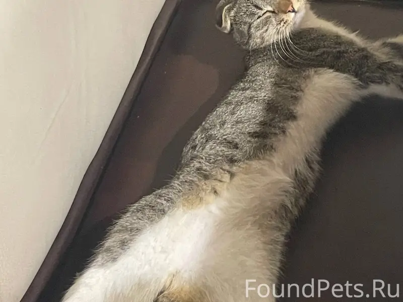 Пропал кот Борис перед Новым г...