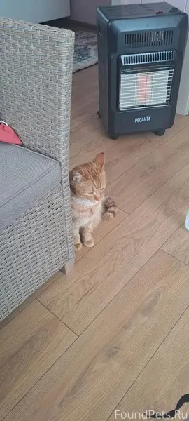 Вчера (06.01) пропал рыжий кот...