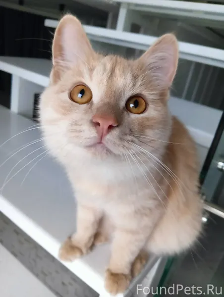 Пропал наш кот Персик на ул...