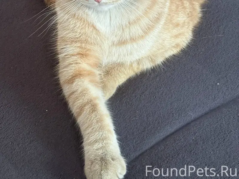 Пропал кот ул.Гагарина 11, ред...