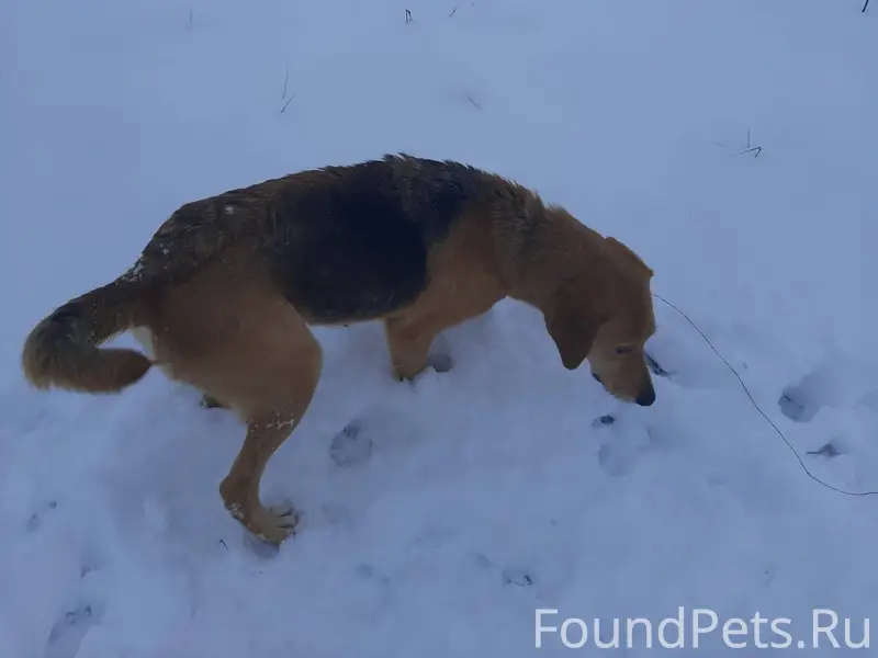 Пропали две гончие собаки. Воз...