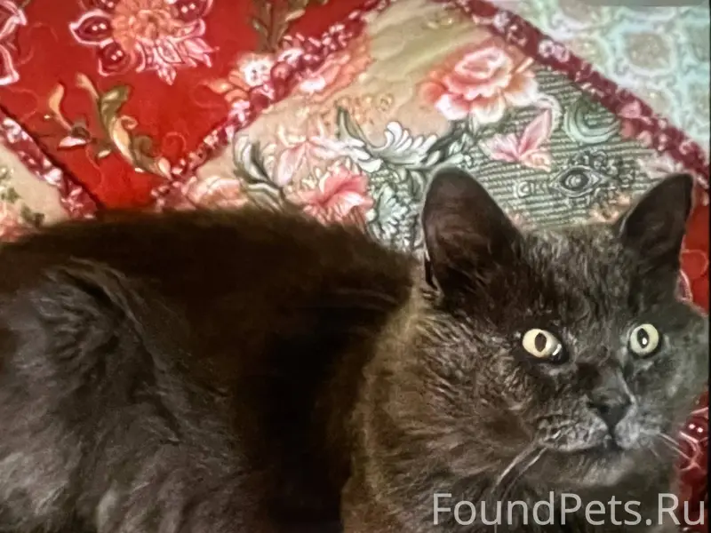 ПРОПАЛ КОТ!!! В районе Мурзицы...