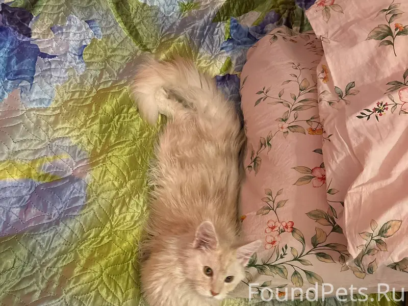 Пропала кошка! Имя: Пуша Пород...