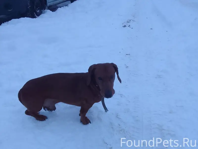 Кто собакена потерял на Молоде...