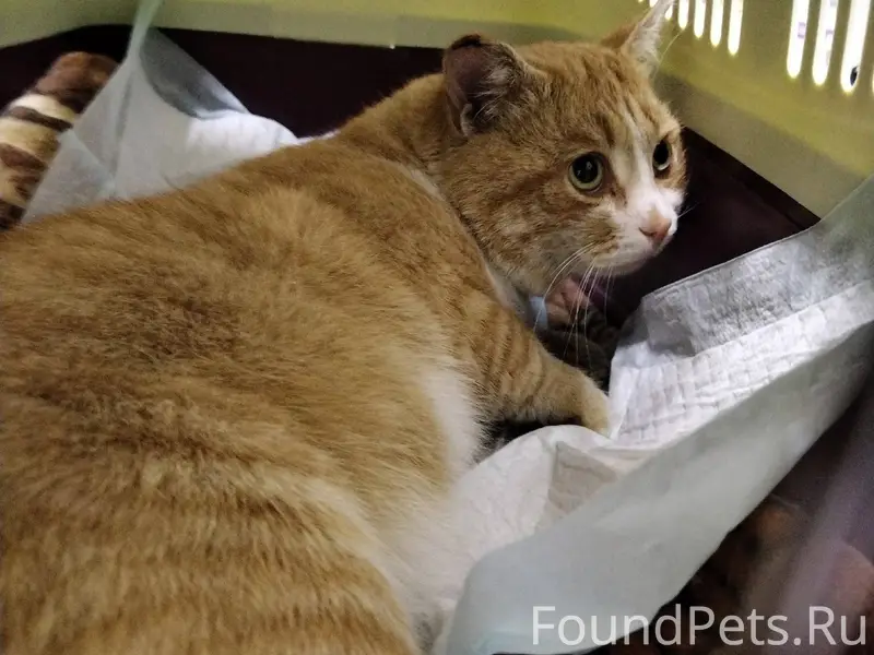 ПРОПАЛ КОТ! деревня Новопятниц...