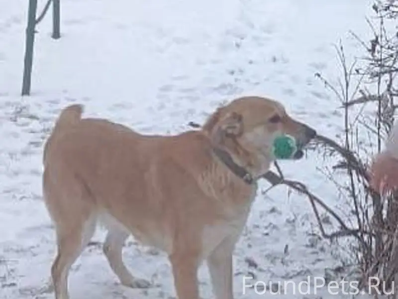 Пропала рыжая собака, откликае...