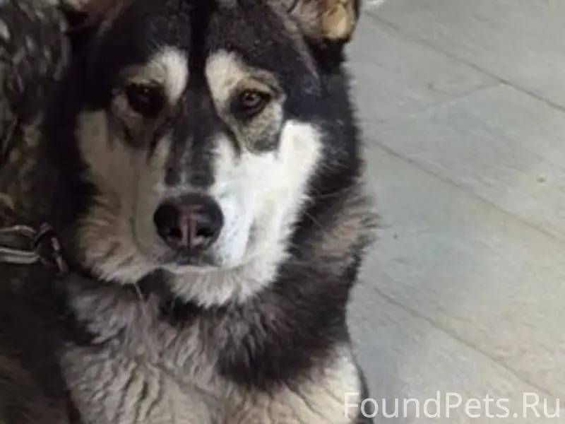 Пропала собака 🐕 по кличке ГРА...