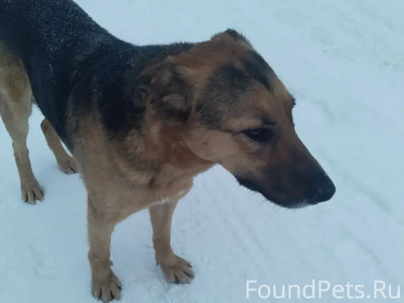 Собака с этого поста https://v...