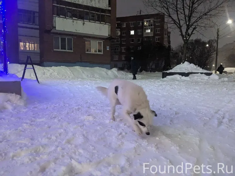 Кто потерял свою собаку? Ищет ...