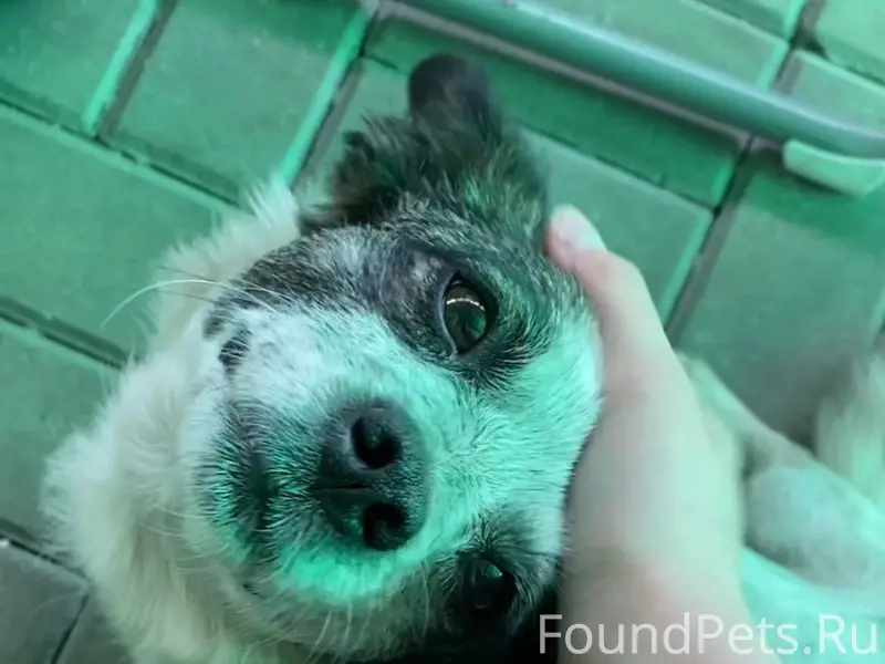 ПРОПАЛА СОБАКА, по кличке Тося...