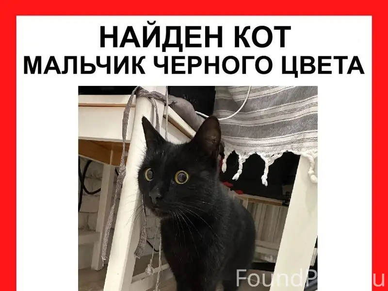 Срочный поиск хозяина!!! Помог...