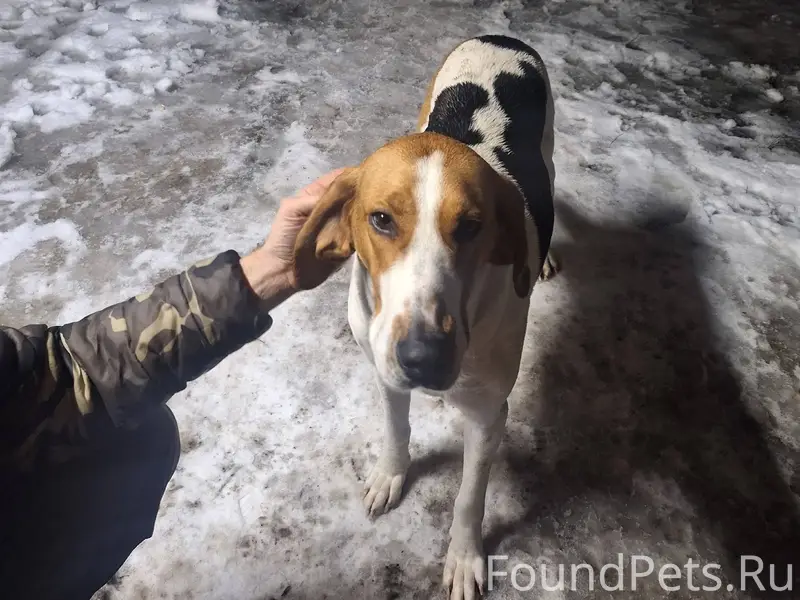 Прибились собаки в село Успенк...