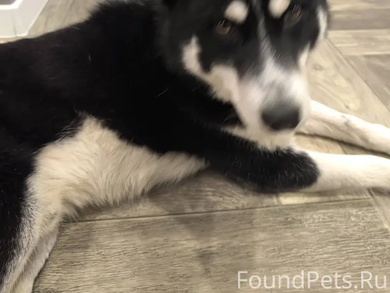 Найдена собака очень красивая ...