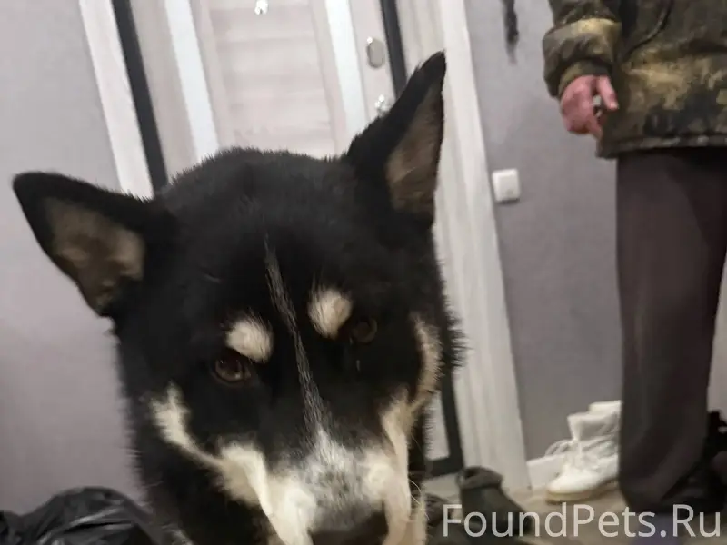 Найдена собака хаски в седьмом...