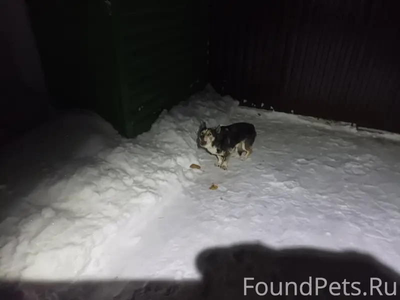 Вот такая собака бродит по ули...