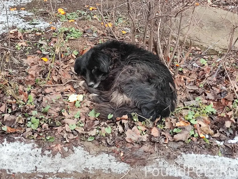 Кто потерял собаку???? Прибила...