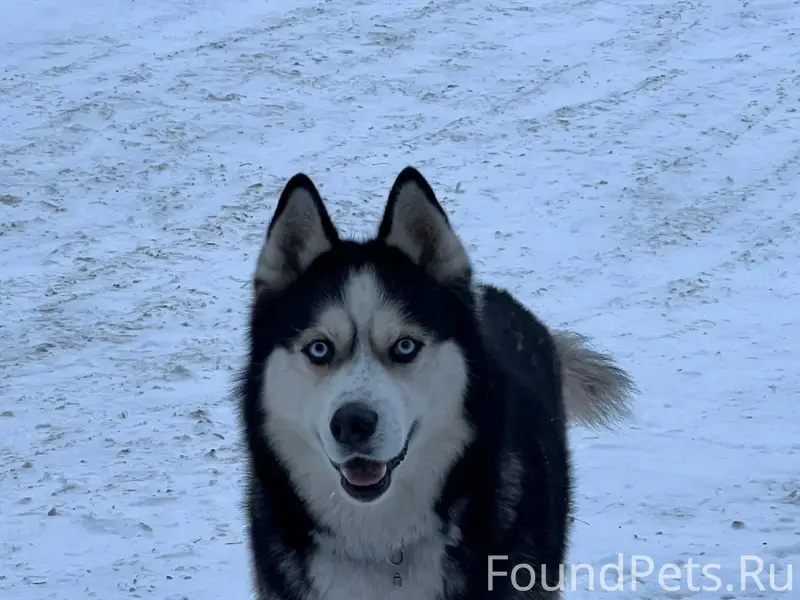 ПОМОГИТЕ НАЙТИ ХОЗЯИНА Сегодня...