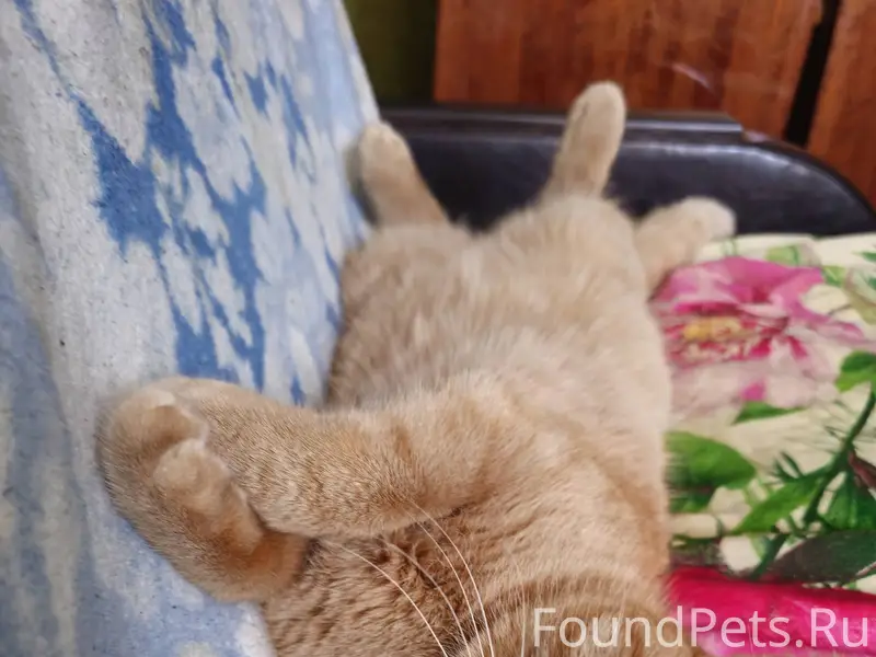 Пропал кот в районе улицы Садо...