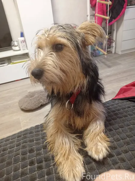 Пропала собака! Молодая девочк...